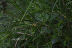 Chamaecrista auricoma